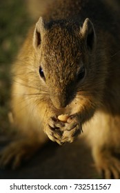 Squirrel with peanut
