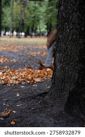 Squirrel peeking from behind tree, curious animal