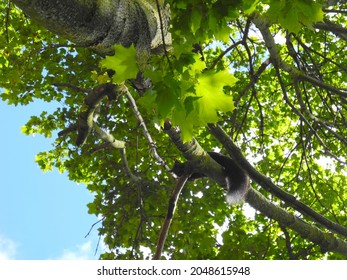 Squirrel Peeking Down from the Tree. Maple Leaves. Green sunlight filtering through a maple tree with a squirrel eating food in a branch and looking downwards towards the ground. bright green leaves