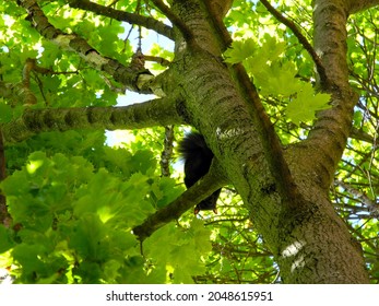 Squirrel Peeking Down from the Tree. Maple Leaves. Green sunlight filtering through a maple tree with a squirrel eating food in a branch and looking downwards towards the ground. bright green leaves