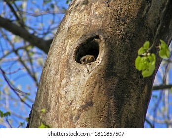 Squirrel Peeking Out From A Hollow Tree