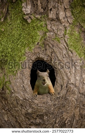 A squirrel peeks out of a hole with a nut in its mouth