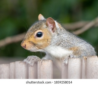 squirrel peering over a fence