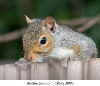 Squirrel peering over a fence