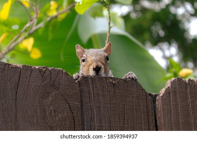 squirrel peering over fence cute