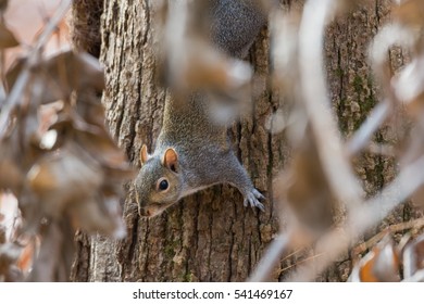 Squirrel peers from behind the leaves.  