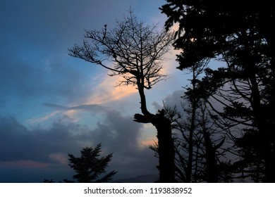 Squirrel Perched On Fir 
Waterrock Knob, NC