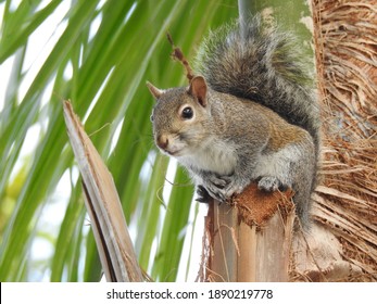 Squirrel perched on a palm tree - Powered by Shutterstock