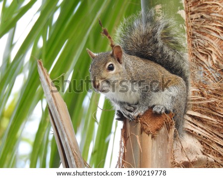 Squirrel perched on a palm tree