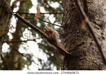 A squirrel is perched on a pine tree branch, busily gnawing a nut. The photograph showcases the animal from below, enhanced by gentle, diffused light filtering through the overcast sky.