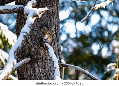 A squirrel, perched on a snow-laden tree branch in a winter forest - Shutterstock ID 2364374025
