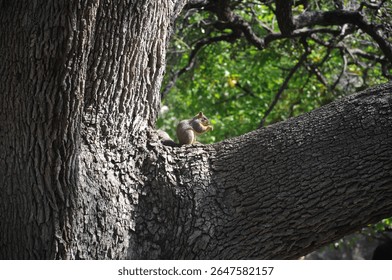 Squirrel perched on a tree branch, enjoying a snack amidst lush green foliage.