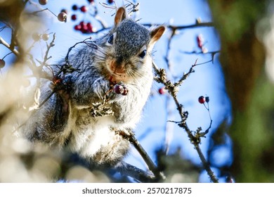 Squirrel perched in tree eating red berries
