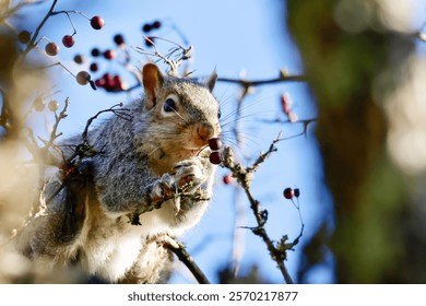 Squirrel perched in tree eating red berries