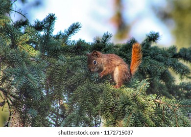 Squirrel In A Pine Tree
