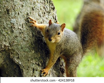 Squirrel playing