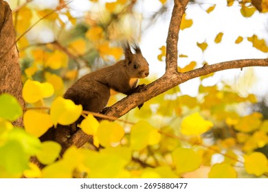 A squirrel playing under a maple tree