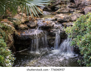 Squirrel Playing In Waterfall At Fort Worth Japanese Garden