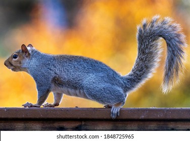 Squirrel posing on the backyard fence