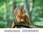 A squirrel posing on a handrail at Chain O Lakes state park in Indiana.