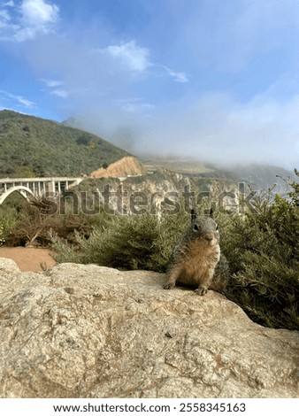 Squirrel Posing on a Rock Along the Pacific Coast Highway (PCH)