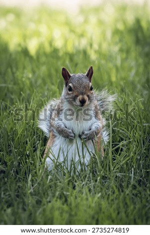 Squirrel posing on two legs, London ON