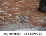 Squirrel posing standing on the ground