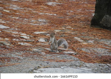 Squirrel posing standing on the ground