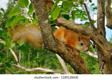 Squirrel Pup Is Sitting On A Lilac Tree, Puumala, Finland