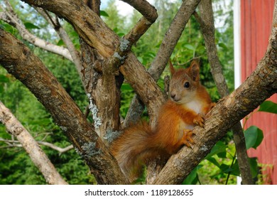 Squirrel Pup Is Sitting On A Lilac Tree, Puumala, Finland