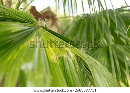 A squirrel ran away on tree leaf after stealing food in the garden park