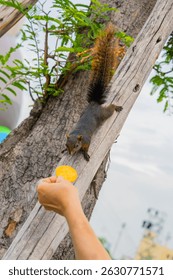 Squirrel reaches down from a tree to grab a snack from a human hand in a playful outdoor moment.