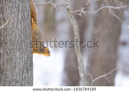 Squirrel is ready to make a leap