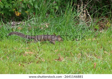Squirrel ready for a photo Opp. while playing.