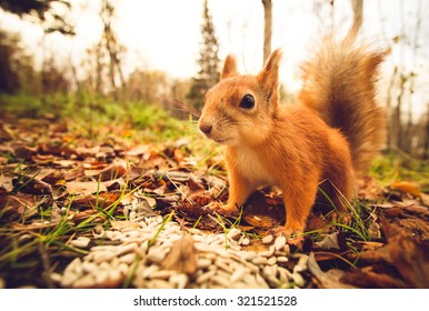 Ecureuil Rouge Fourrure Drole Animaux De Photo De Stock Modifiable