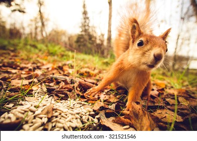 Squirrel red fur funny pets autumn forest on background wild nature animal thematic (Sciurus vulgaris, rodent)