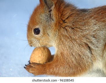 The squirrel with red wool close up, gnawing a walnut in the winter