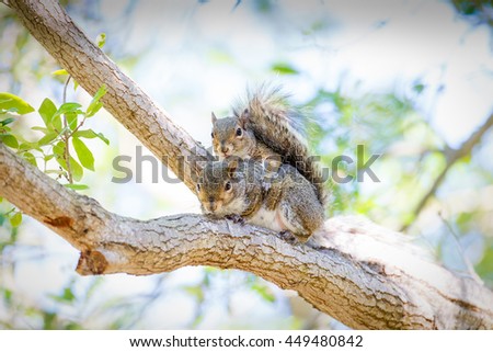 Squirrel romance