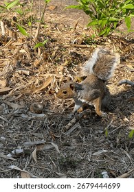 A squirrel is running away.