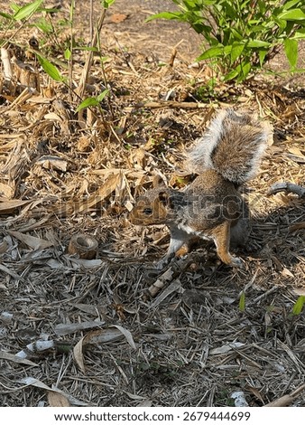 A squirrel is running away.