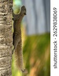 Squirrel running up a coconut tree.
