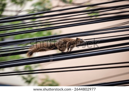 Squirrel running fast moving across electrical wire in urban city. Animal adaptation in city life