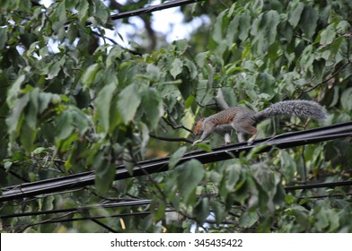 Squirrel Running On Power Line