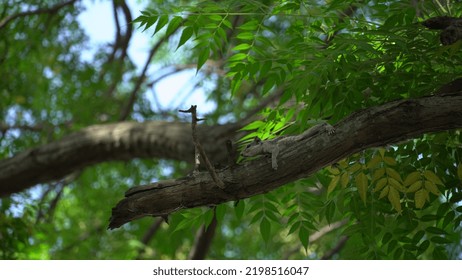 Squirrel Running On Tree Image