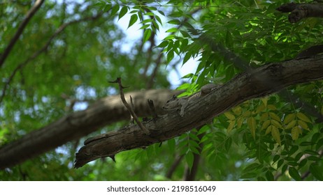 Squirrel Running On Tree Image