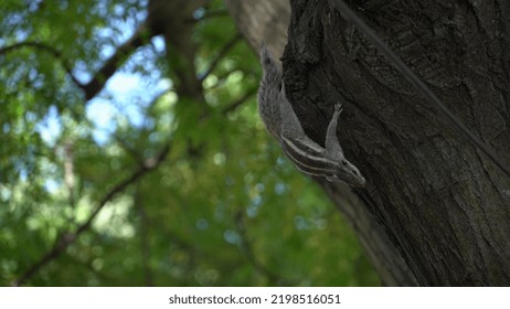 Squirrel Running On Tree Image