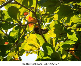 Squirrel is Running through the Trees Looking for Food