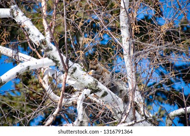 Squirrel Running to the top of a tree. Squirrel sitting on top of a branch. squirrel eating food on top of a branch.