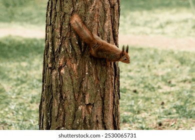 squirrel running up a tree trunk - Powered by Shutterstock