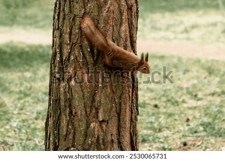 Foto Bild Eichhörnchen am Baumstamm